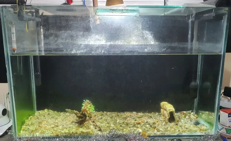 Aquario