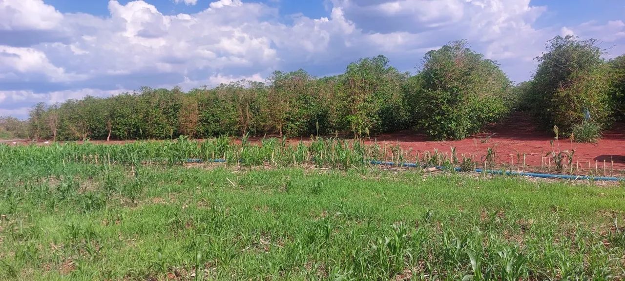 Fazenda de café em abadia dourados 