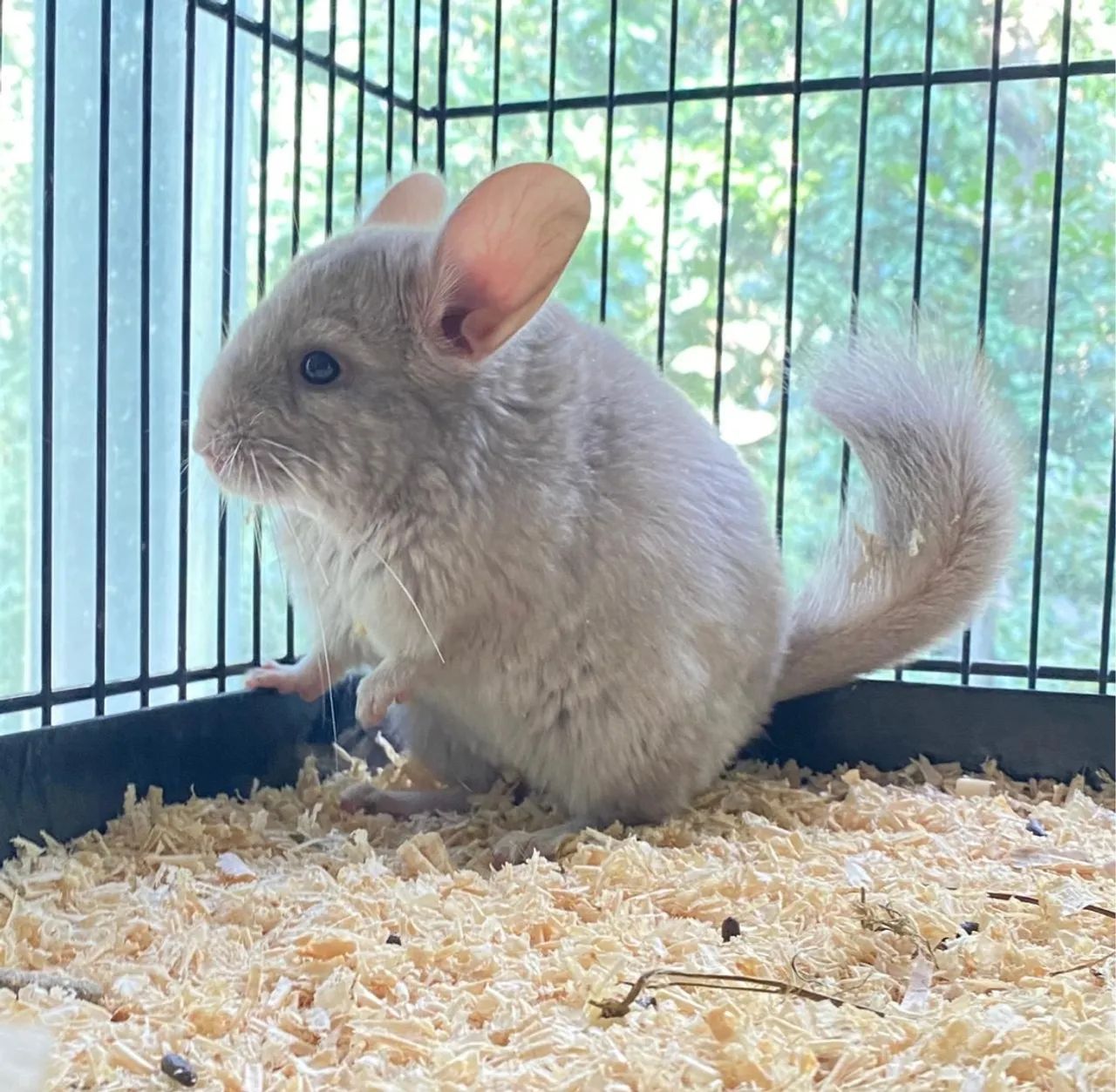 Filhotes de Chinchila  - Foto 6