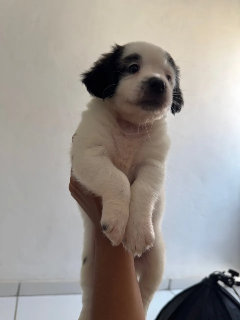 filhotes de poodle tipo 2