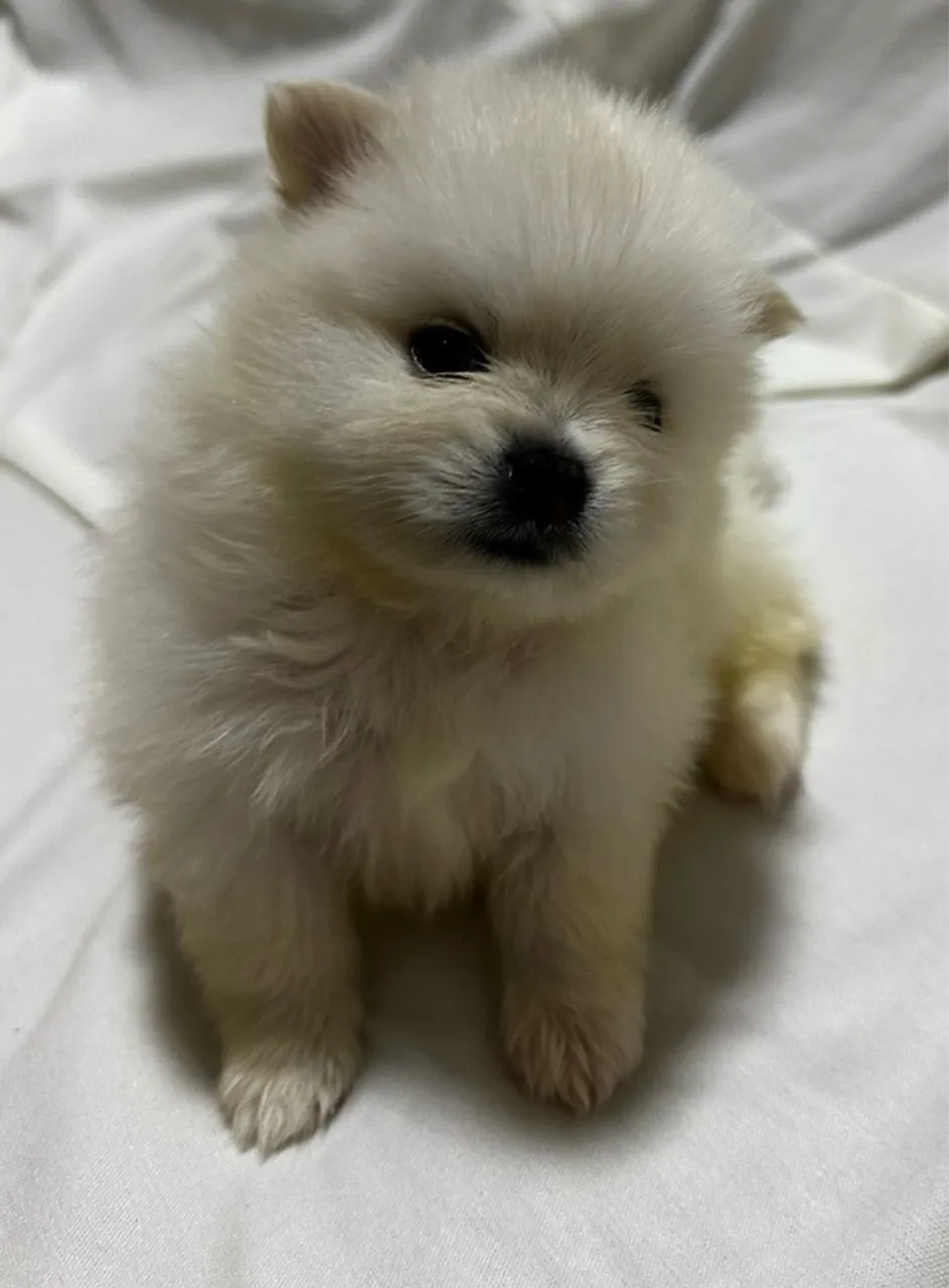 Filhote de Spitz Alemão puro