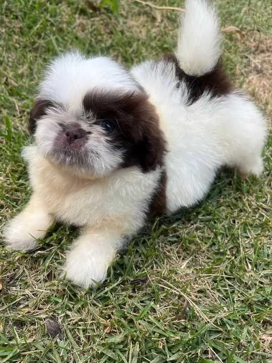 Shih Tzu macho vacinado  - Foto 3