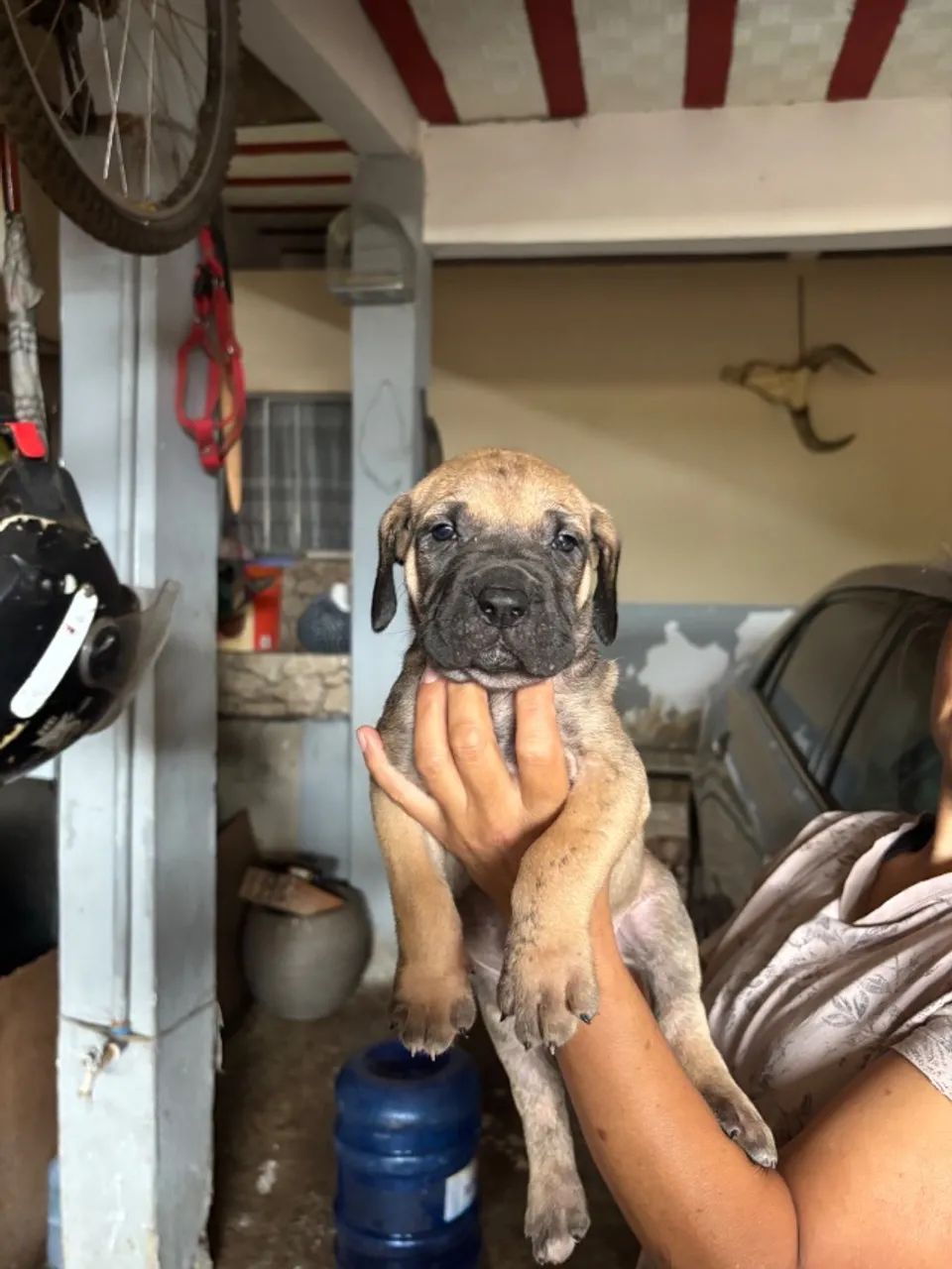 Filhote d fila brasileiro  - Foto 3
