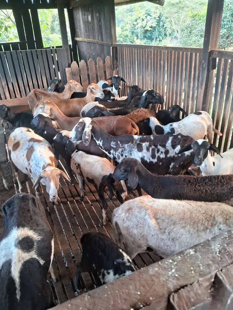 Carneiros vendo todos zap *