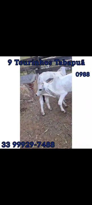 9 Tourinhos Tabapuã  - Foto 2