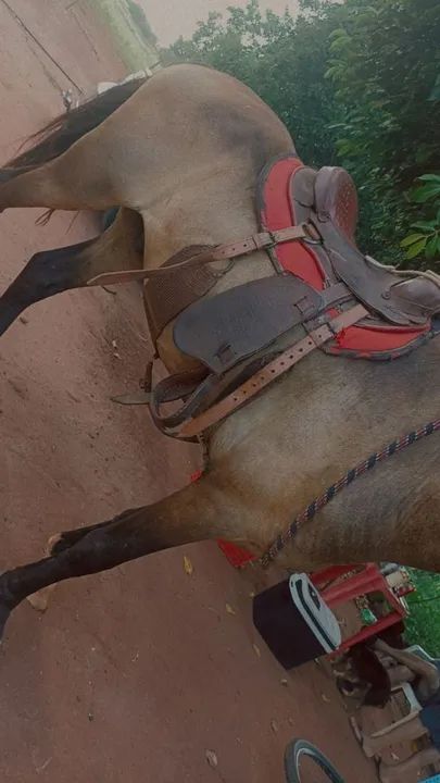 POTRO MANGALARGA - Foto 2