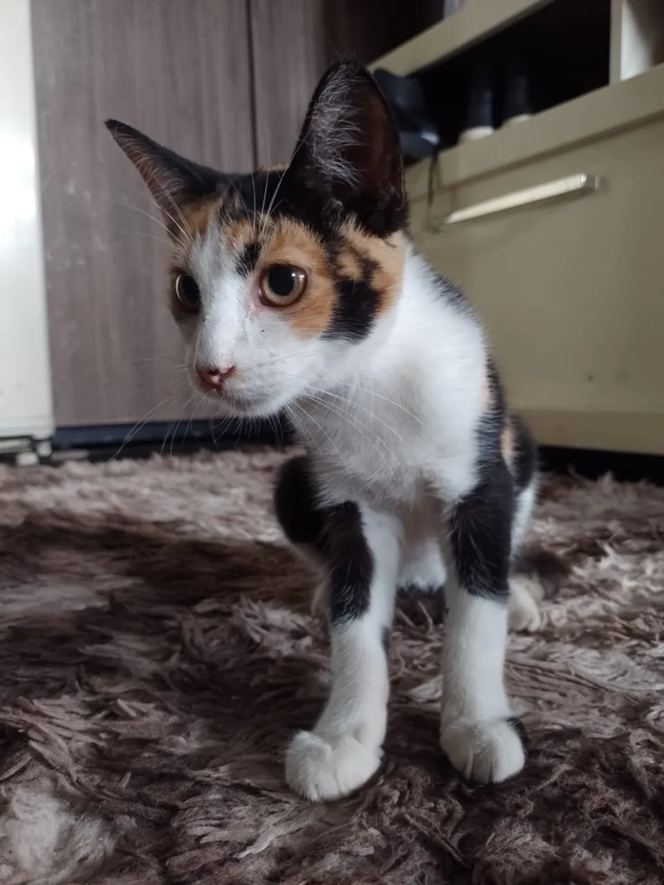 Gatinha Tricolor Charmosa para Adoção
