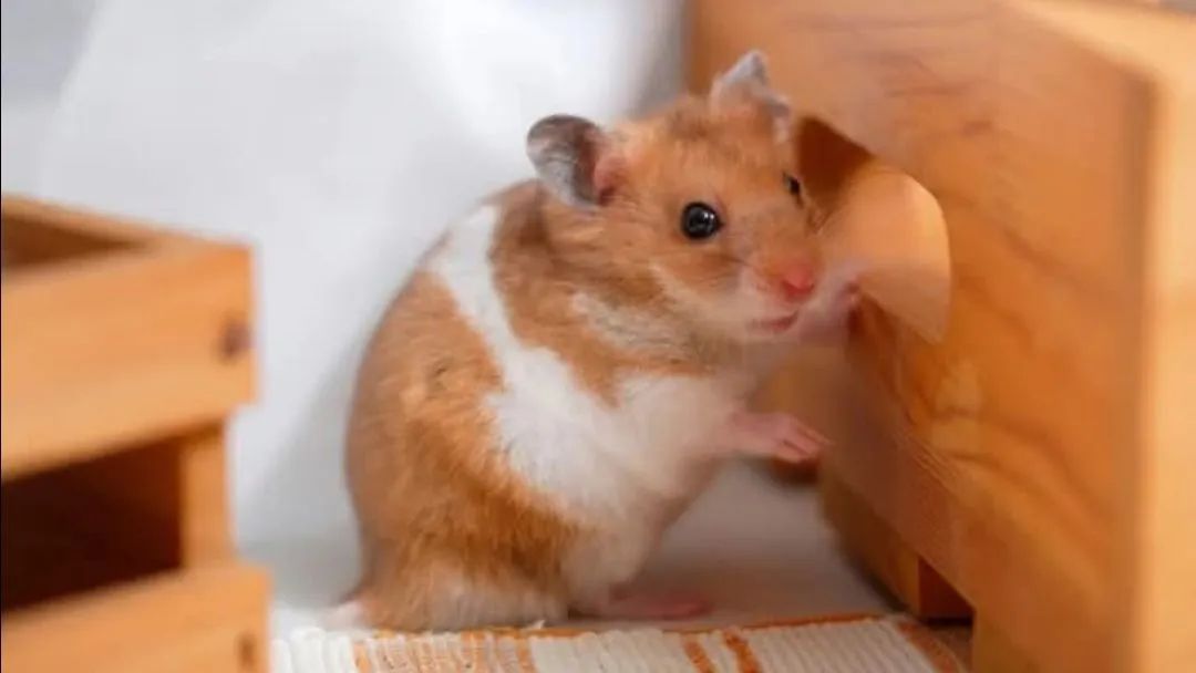 Vendo hamster 64313864273665120