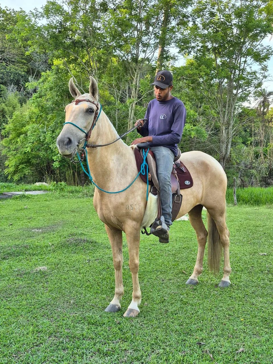 Égua extra de sela marcha batida