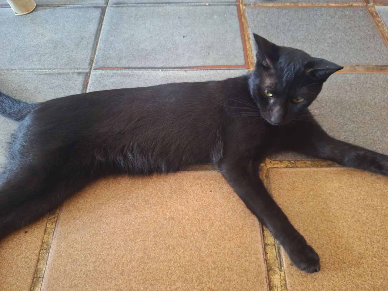 Adoção responsável - Foto 5