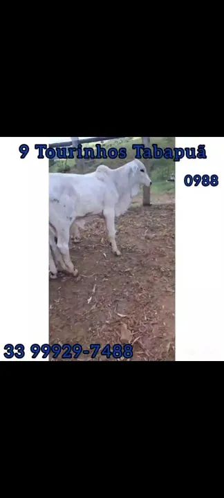 9 Tourinhos Tabapuã 