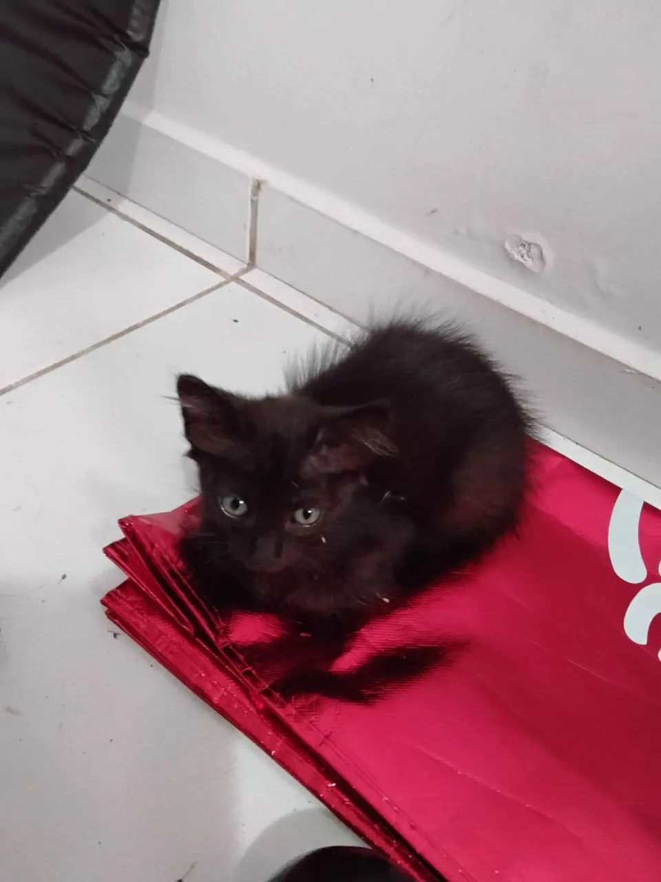 Gatinha linda para adoção - Foto 4