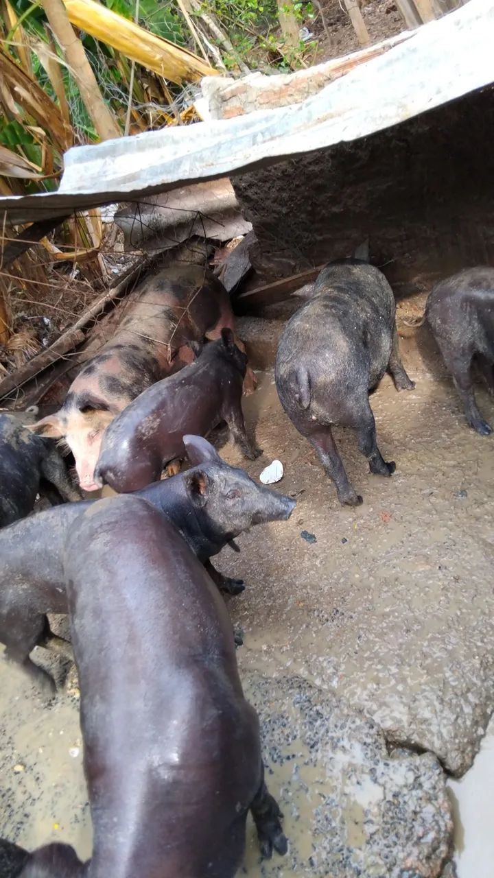 Porco caipira  - Foto 4