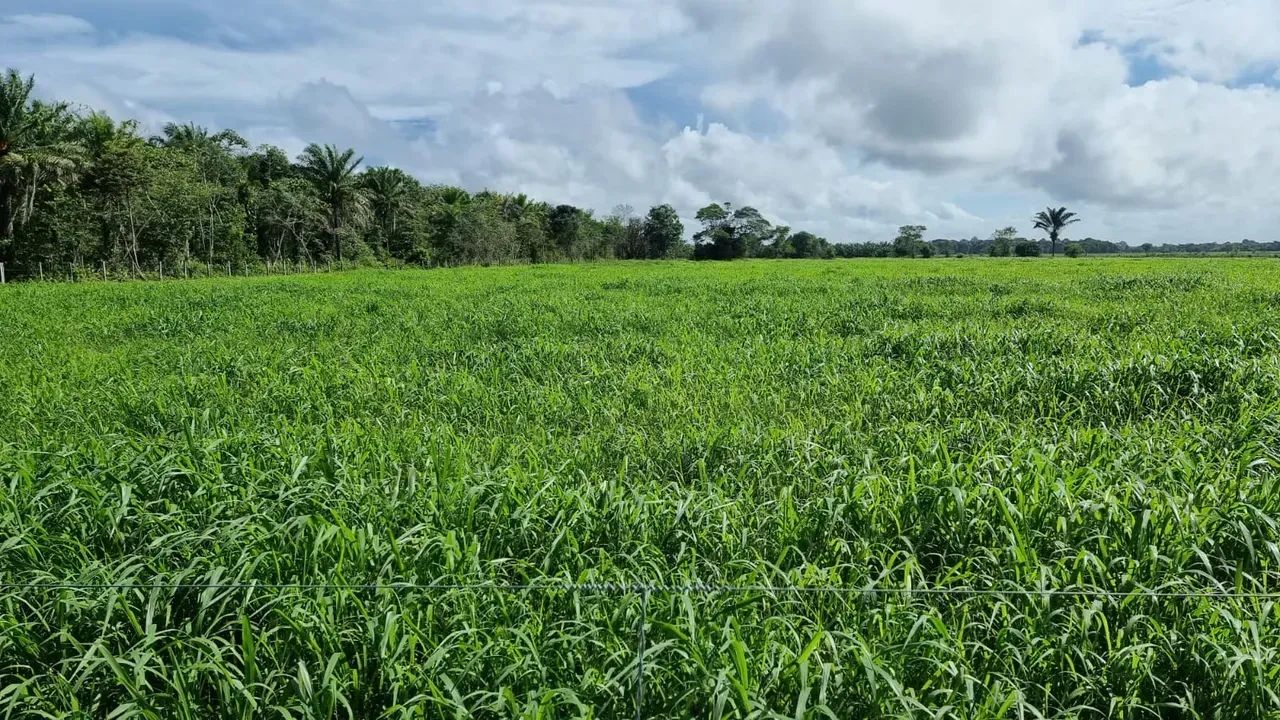 FAZENDA EM CASTANHAL - PA - Foto 5