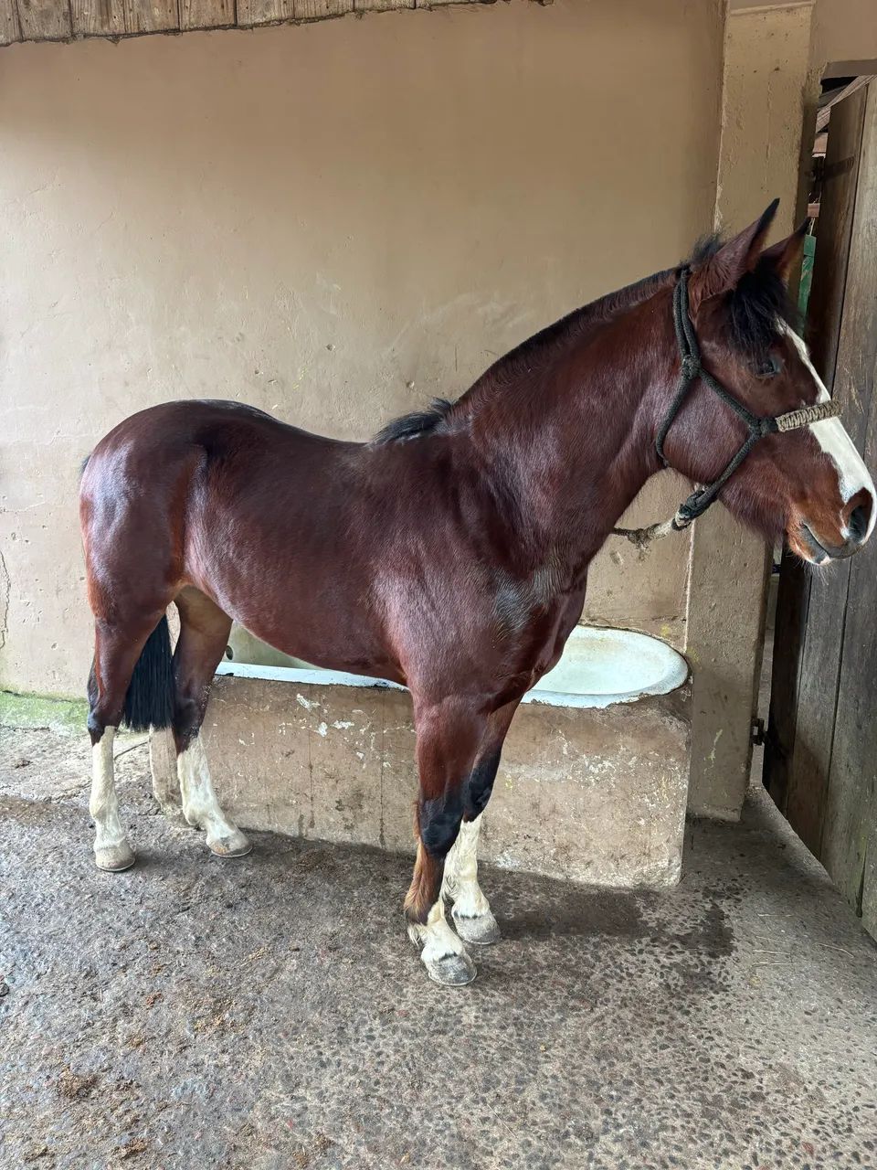 Cavalo 