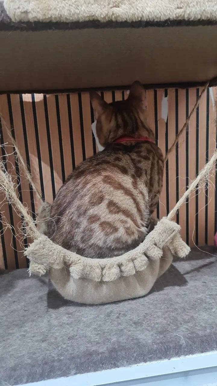 Bengal - Foto 5