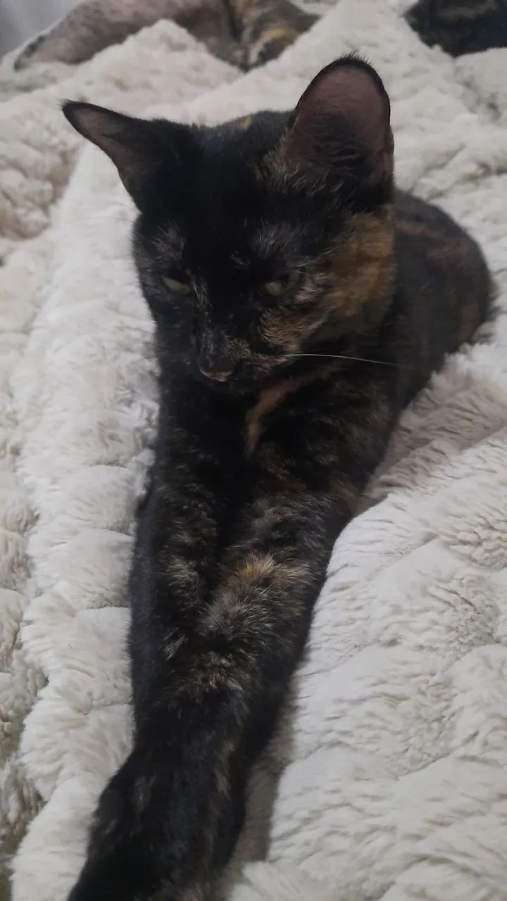 Gatos para adoção responsável  - Foto 3