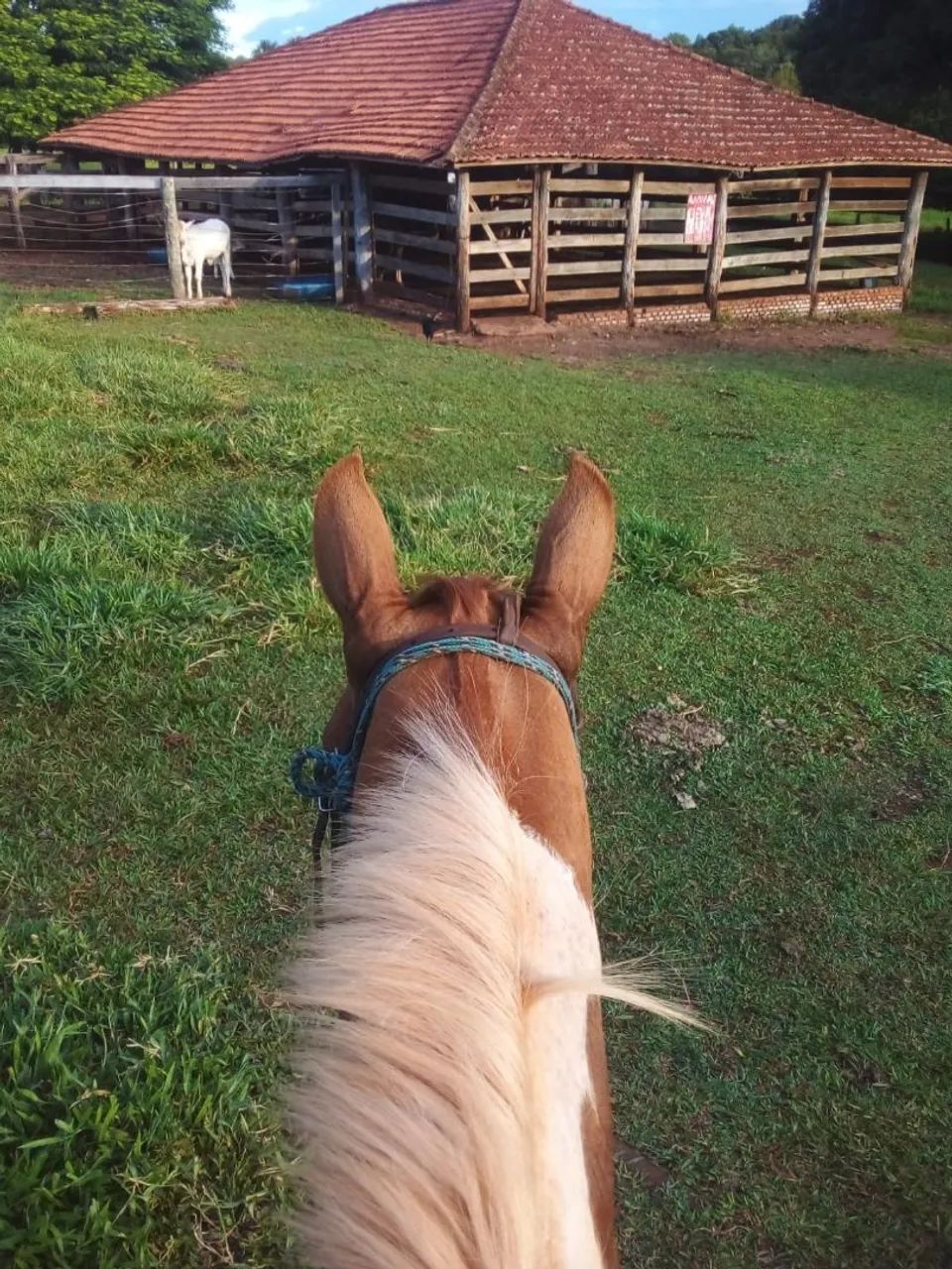 Cavalo de serviço  - Foto 3