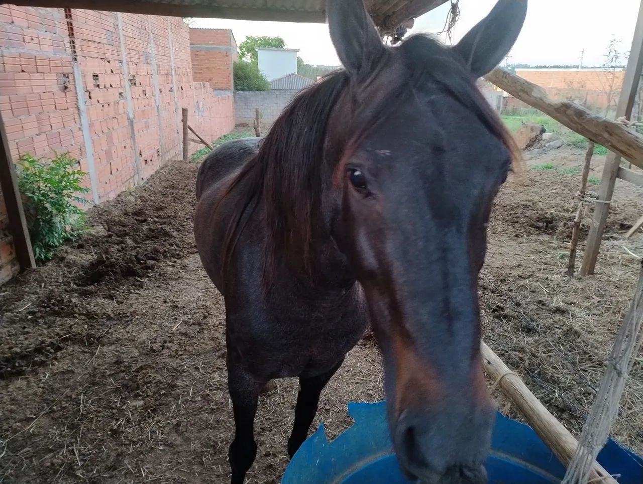 Marcha picada 8 mil - Foto 4