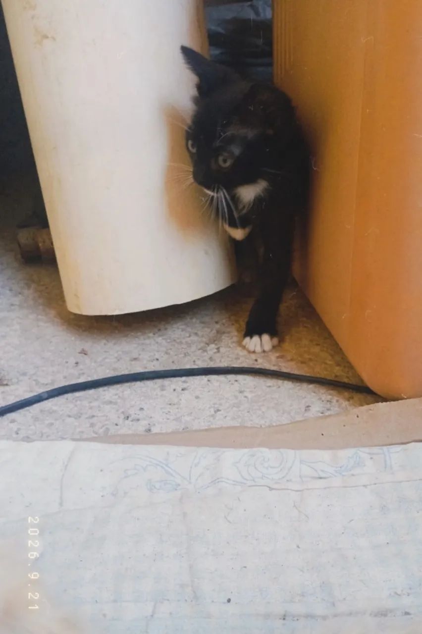 Doação de gatos  - Foto 2