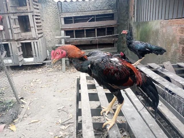 Vendo Galos e Frangos  - Foto 5