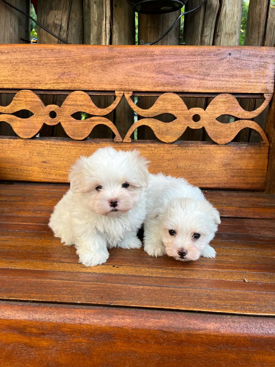 Maltês  macho e fêmea disponíveis!!! - Foto 4