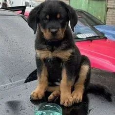 Rottweiler,Rottweiler Filhote Vacinado e Vermifugado