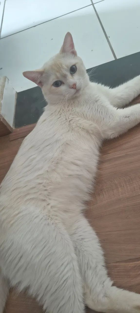 Doa- se gato 