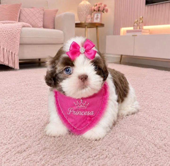Shihtzu minis legítimos Vacinados  - Foto 4