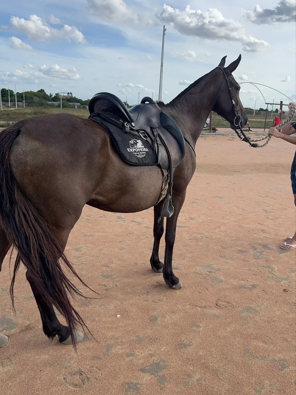 égua mangalarga registrada  - Foto 3