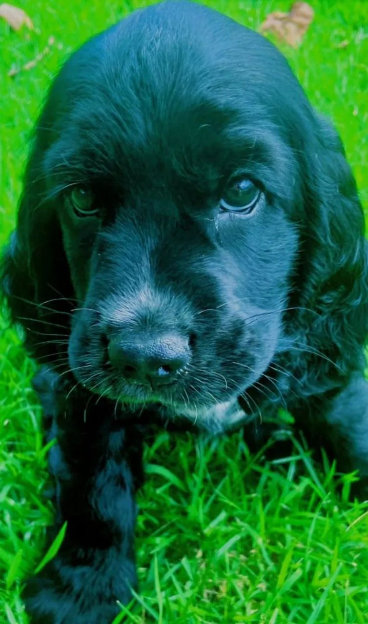 Filhotes de Cocker Spaniel Inglês à venda - Foto 3