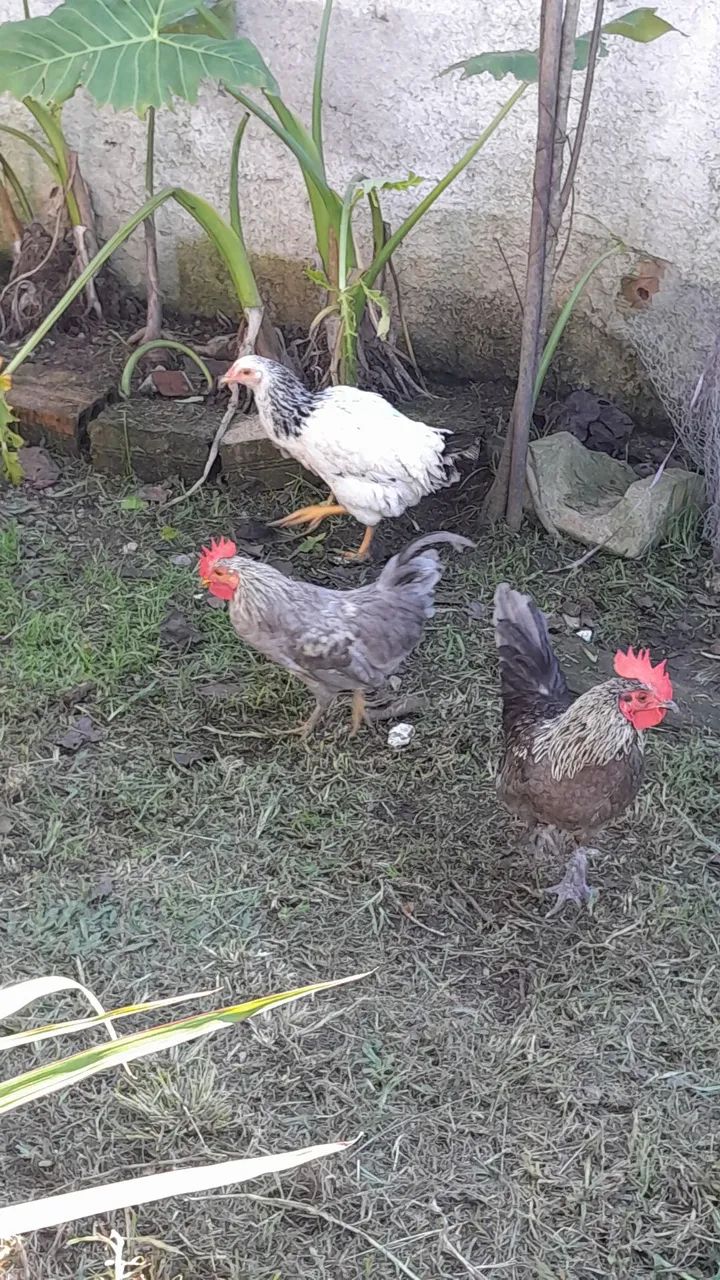 Garnizé  - Foto 2