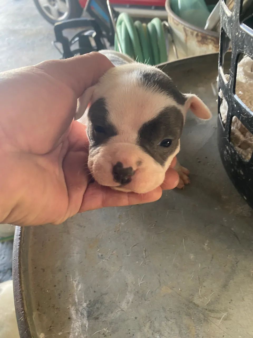 American bully - Foto 3