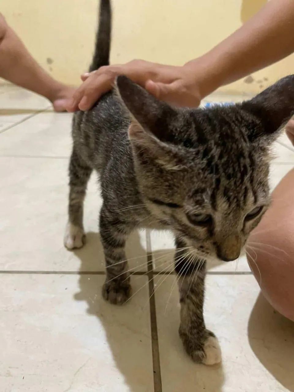 Gata para adoção  - Foto 3