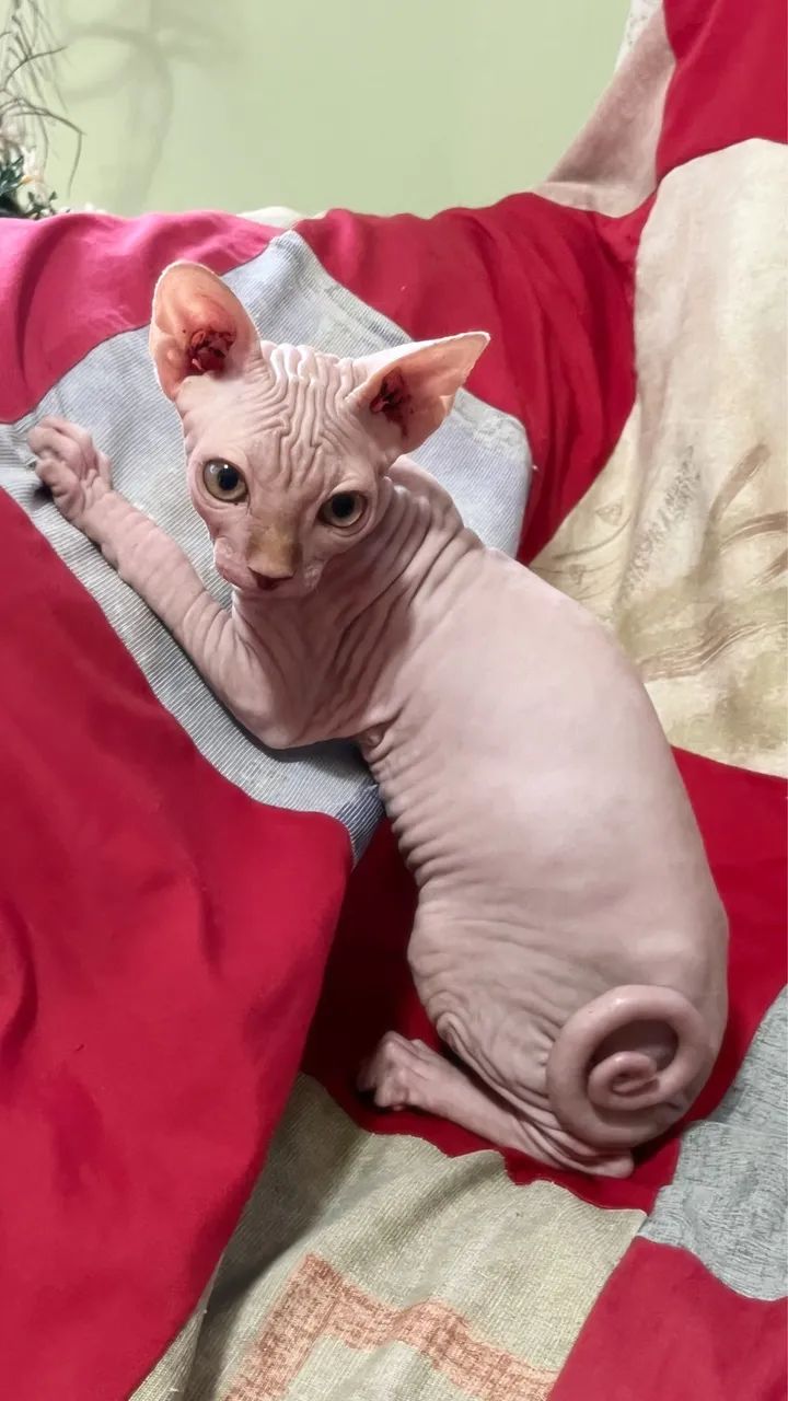 Sphynx Macho Ñ castrado - Foto 3