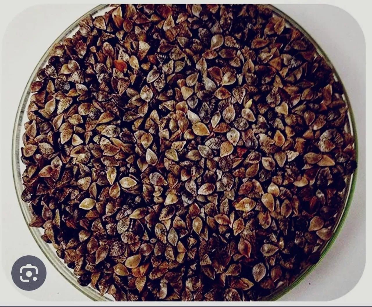 Semente de trigo sarraceno ( mourisco ) com casca KG - a granel - Foto 2