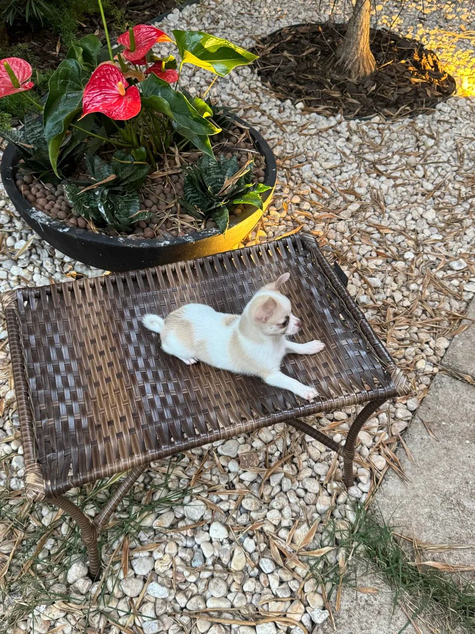 Chihuahua macho  - Foto 2