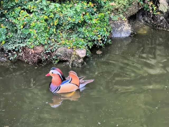 VENDO MARRECO MANDARIM MACHO