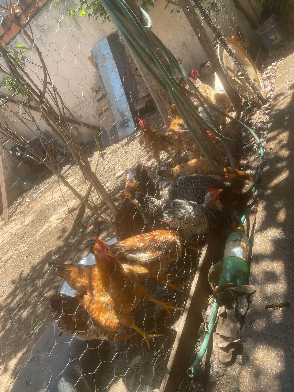 Galinha  - Foto 2