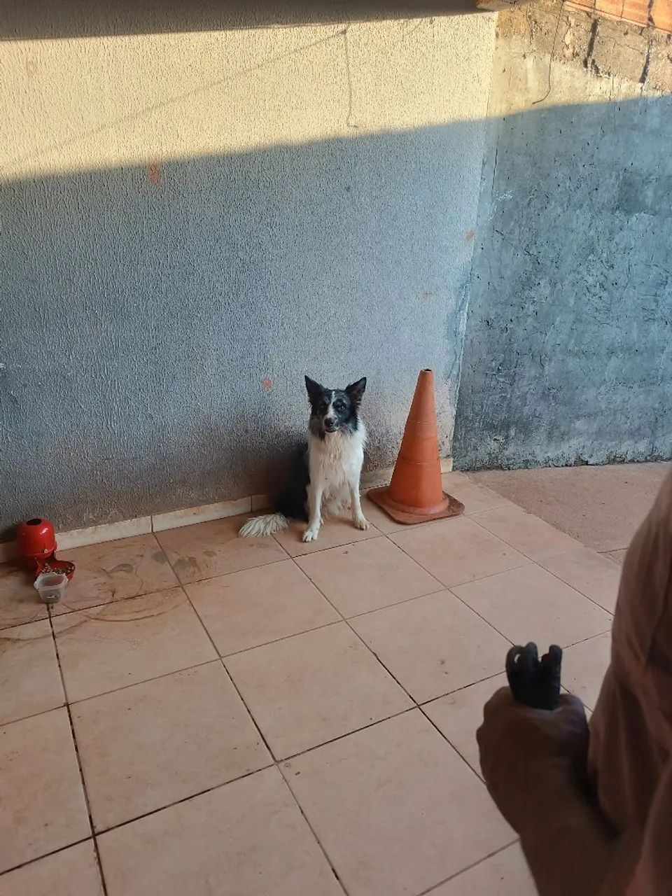 Cachorro  - Foto 5