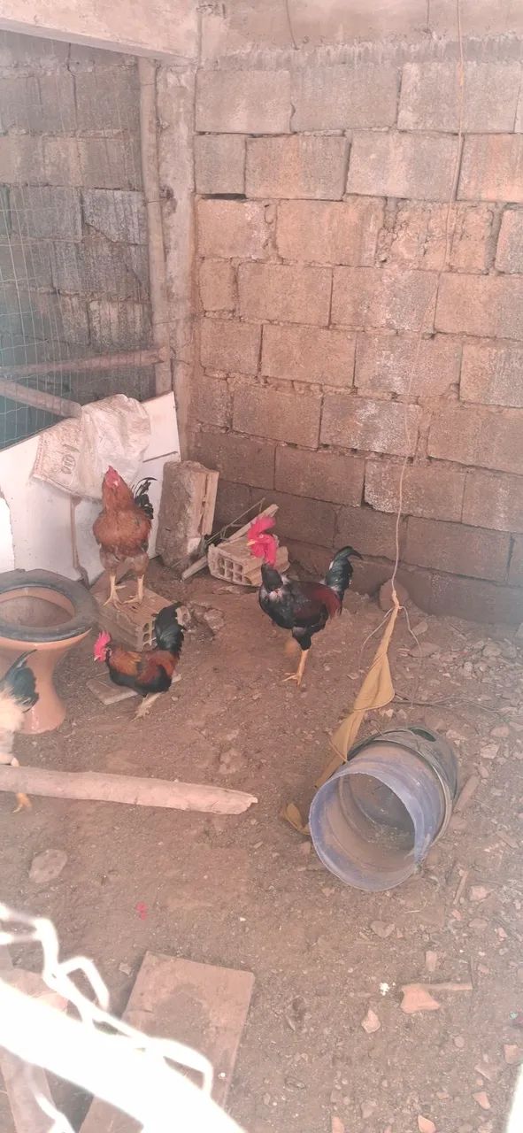 Frango caipira  - Foto 3