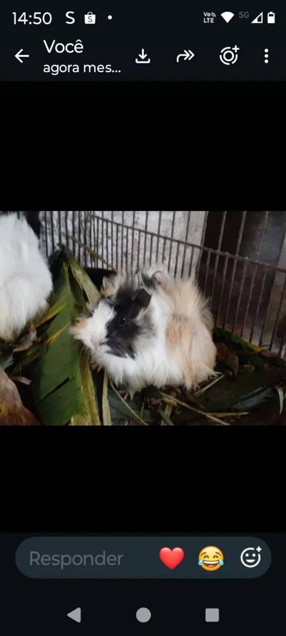 Porquinhos Peruanos e Sheltie  - Foto 5