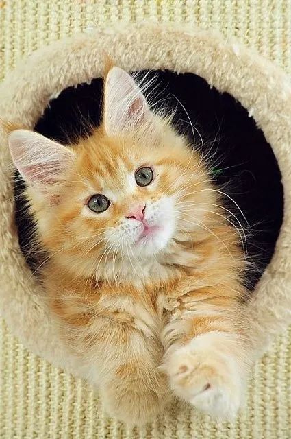 Maine Coon 