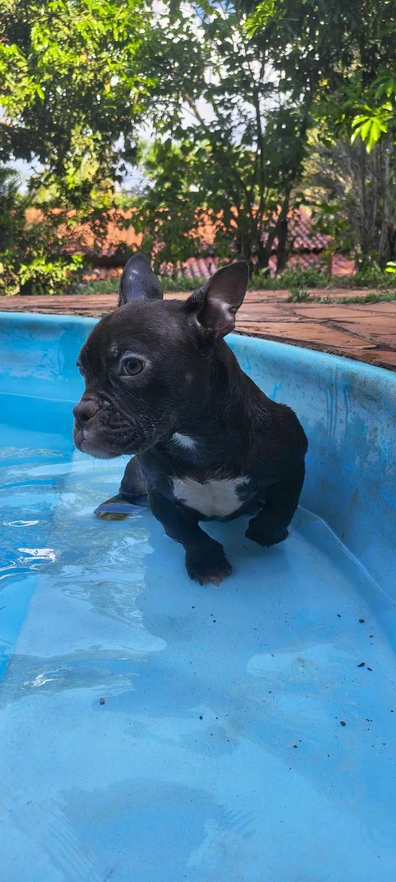 Filhote American bully - Foto 3