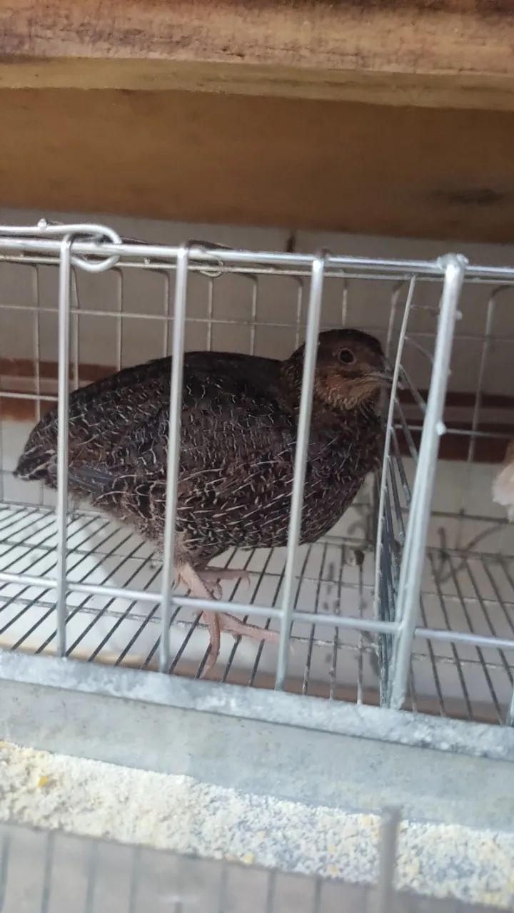 Codorna Gigante