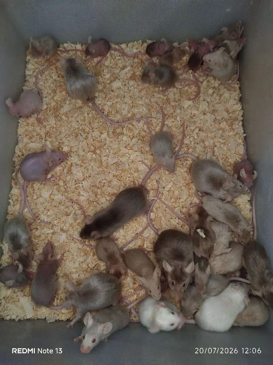 Dongos  - Foto 2