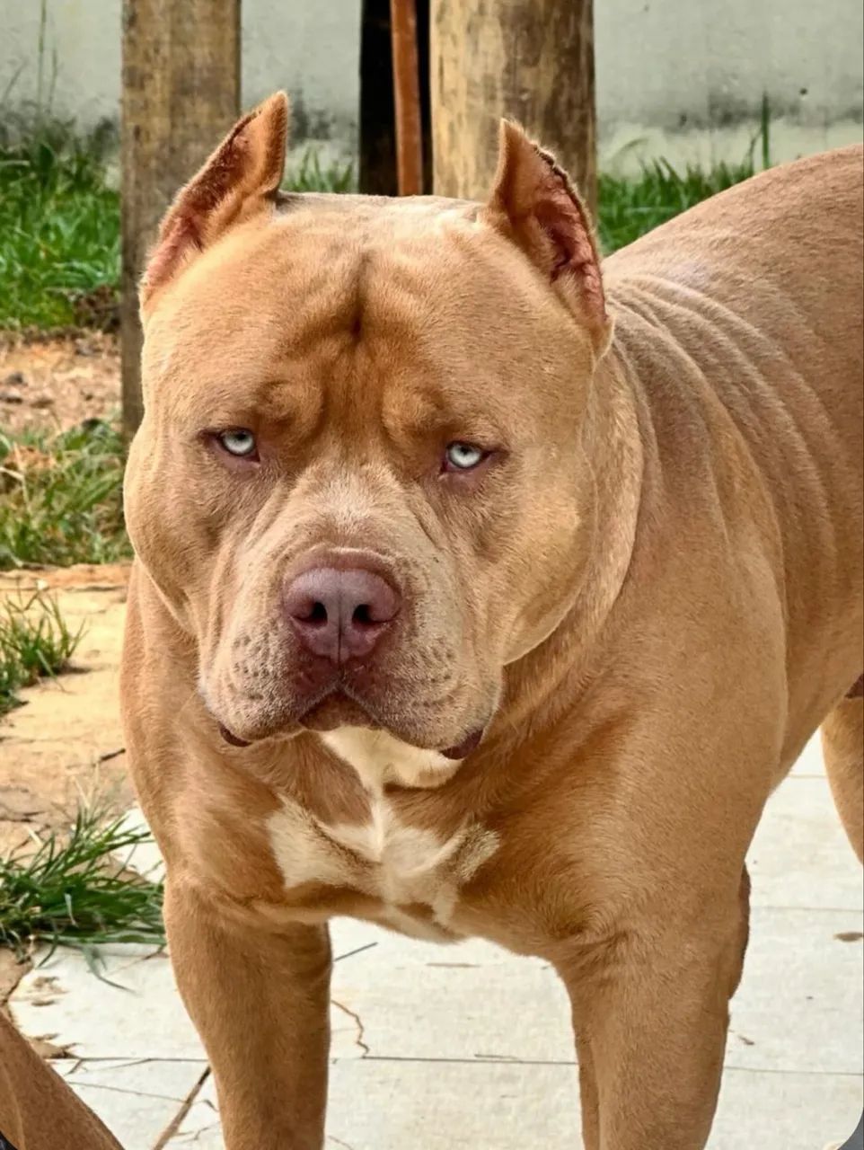 Pit monster com pedigree  - Foto 4