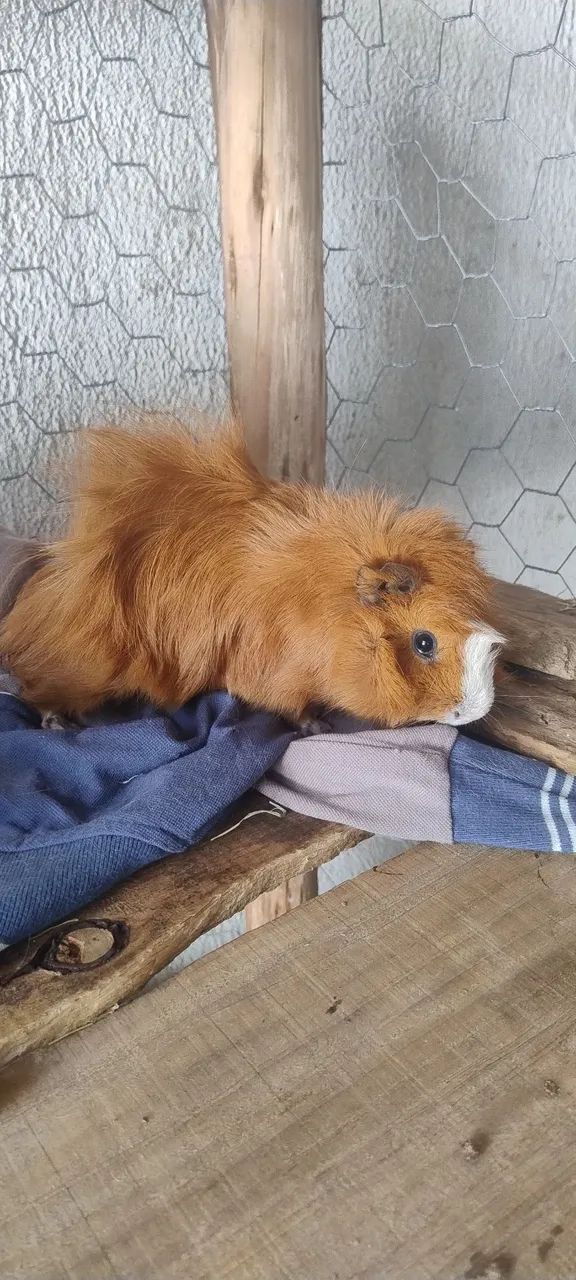 Porquinho da índia Abissínio - Foto 3