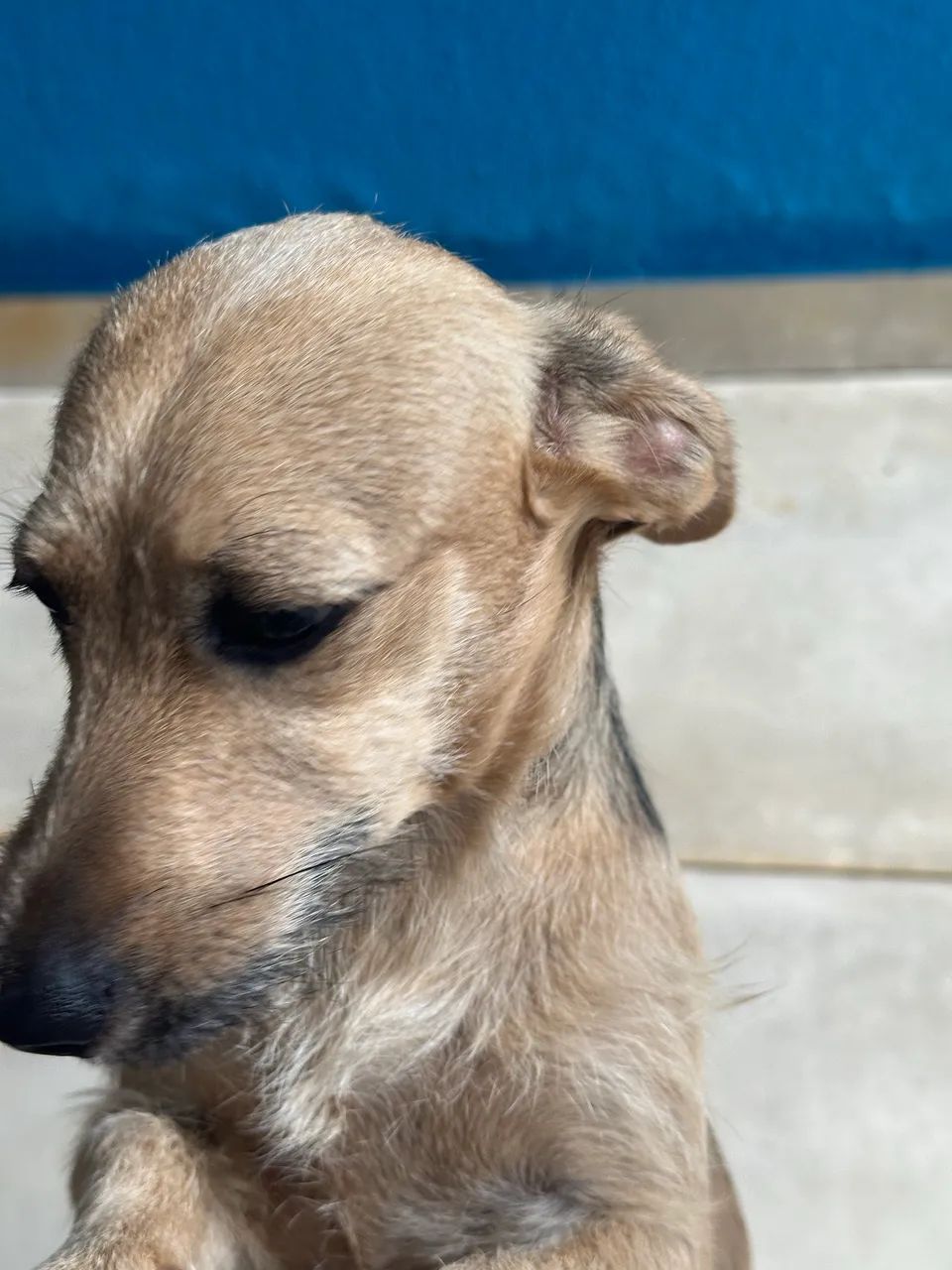Cadela para doação  - Foto 3