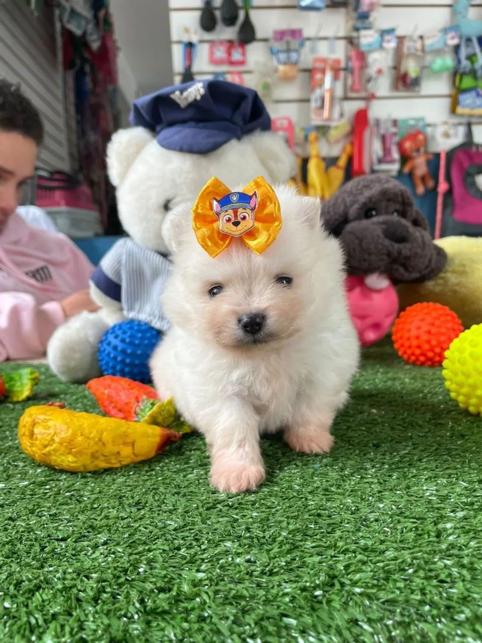 Spitz alemão macho disponível 